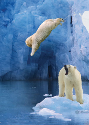 EcoHealth Alliance Diving Polar Bear Charity Holiday Cards 