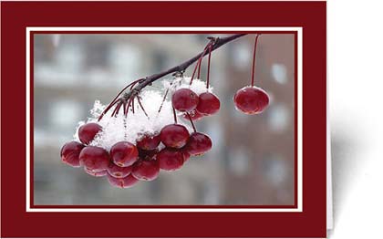 Bed Berries (BCF0912) Charity Holiday Card