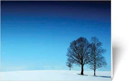 Two Trees in Snow