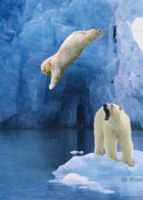 Diving Polar Bear EHA1020